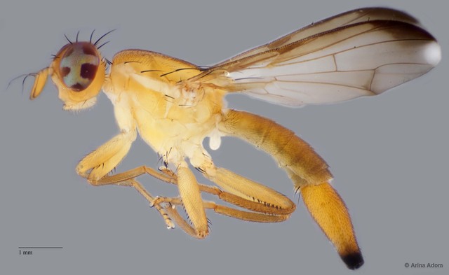 Hardyadrama sp. "n nr. excoecariae"