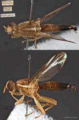 Hardyadrama excoecariae