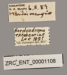 Hardyadrama excoecariae • All Rights Reserved Museum Label