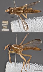Hardyadrama excoecariae • © Maimon Hussin • All Rights Reserved