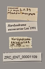 Hardyadrama excoecariae • All Rights Reserved Museum Label