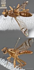 Hardyadrama magister (Lee, 1991)