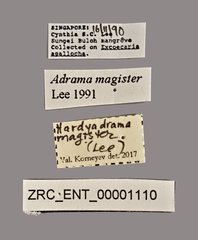 Hardyadrama magister • All Rights Reserved Museum Label