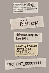 Hardyadrama magister • All Rights Reserved Museum Label
