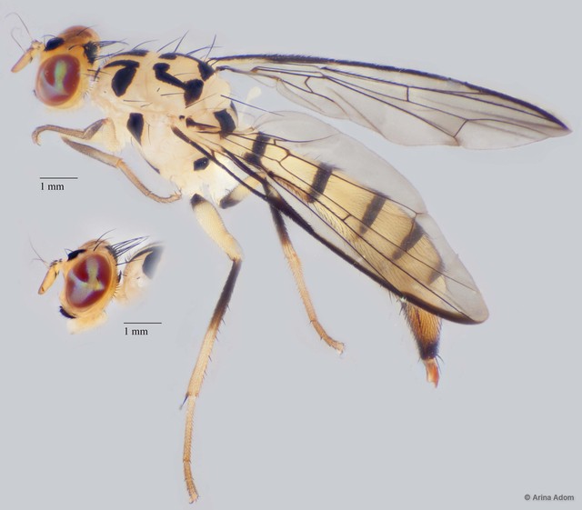 Ichneumonosoma imitans • © Arina Adom • All Rights Reserved