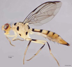 Ichneumonosoma imitans • © Arina Adom • All Rights Reserved