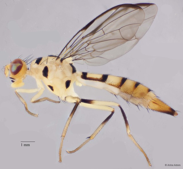 Ichneumonosoma imitans
