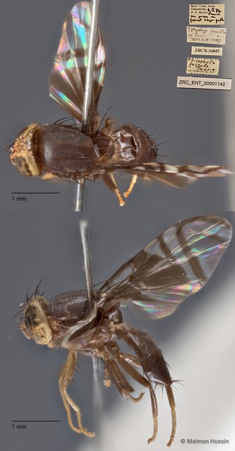 Philophylla fossata