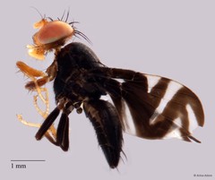 Philophylla superflucta • © Arina Adom • All Rights Reserved