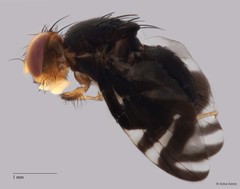 Philophylla superflucta • © Arina Adom • All Rights Reserved