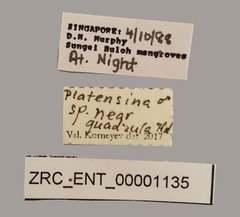 Platensina sp. "nr. quadricula" • All Rights Reserved Museum Label
