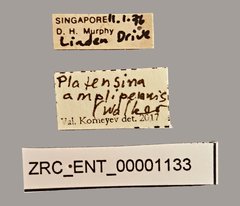 Platensina amplipennis • All Rights Reserved Museum Label