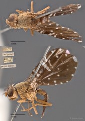 Platensina amplipennis • © Maimon Hussin • All Rights Reserved