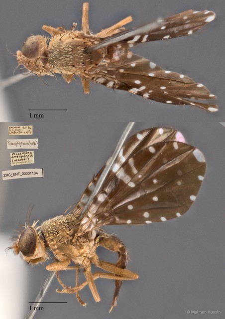 Platensina amplipennis