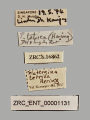 Platensina tetrica • All Rights Reserved Museum Label