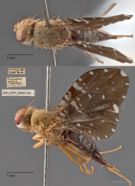 Platensina tetrica