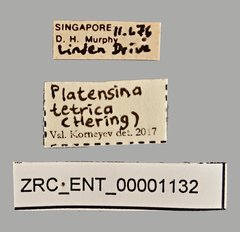 Platensina tetrica • All Rights Reserved Museum Label