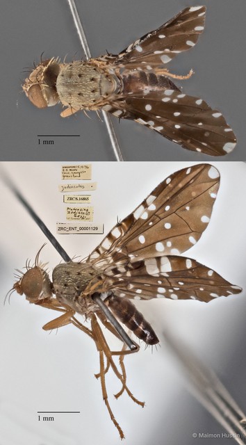 Platensina zodiacalis • © Maimon Hussin • All Rights Reserved