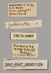 Platensina zodiacalis • All Rights Reserved Museum Label