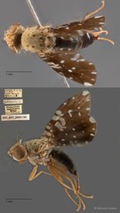 Platensina zodiacalis • © Maimon Hussin • All Rights Reserved