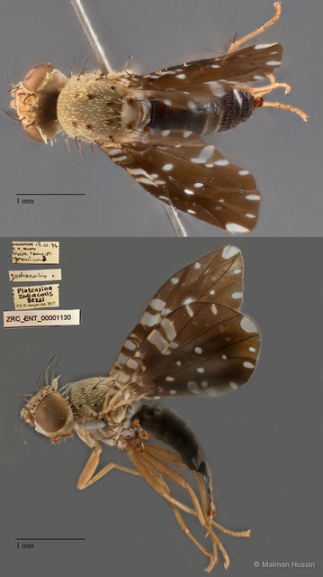 Platensina zodiacalis