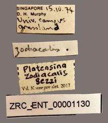 Platensina zodiacalis • All Rights Reserved Museum Label