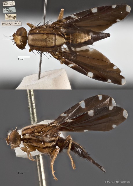 Rioxa sexmaculata