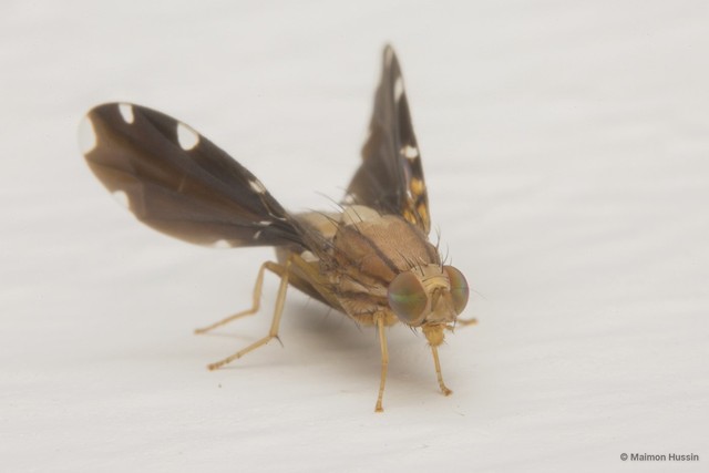 Rioxa sexmaculata • © Maimon Hussin • All Rights Reserved