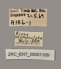 Rioxa sexmaculata • All Rights Reserved Museum Label
