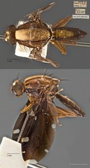 Rioxa sexmaculata • © Maimon Hussin • All Rights Reserved