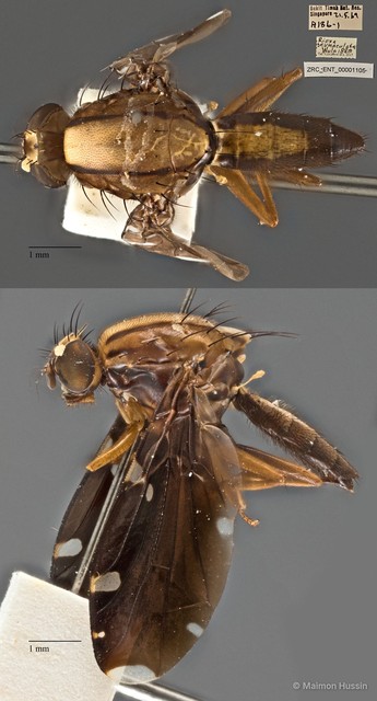 Rioxa sexmaculata