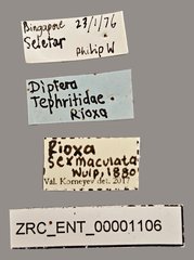 Rioxa sexmaculata • All Rights Reserved Museum Label