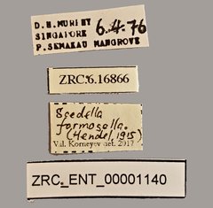 Scedella formosella • All Rights Reserved Museum Label