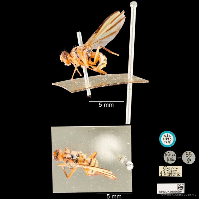 Sophira venusta