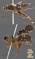 Spathulina acroleuca • © Maimon Hussin • All Rights Reserved
