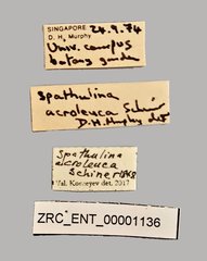 Spathulina acroleuca • All Rights Reserved Museum Label