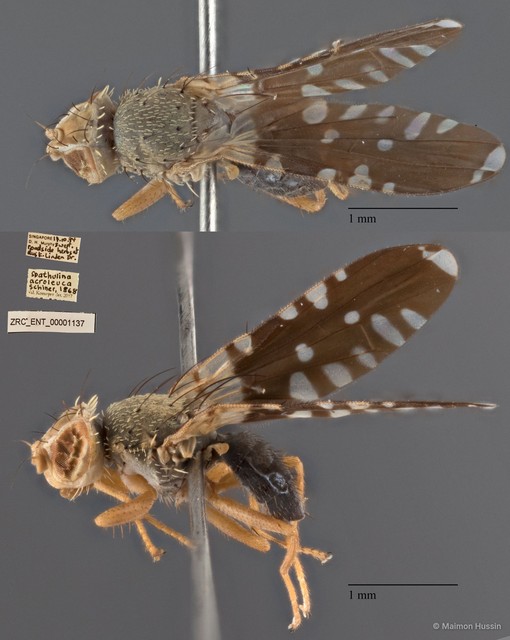 Spathulina acroleuca