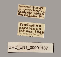 Spathulina acroleuca • All Rights Reserved Museum Label