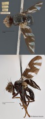 Sphaeniscus atilius • © Maimon Hussin • All Rights Reserved