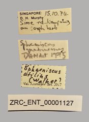 Sphaeniscus atilius • All Rights Reserved Museum Label