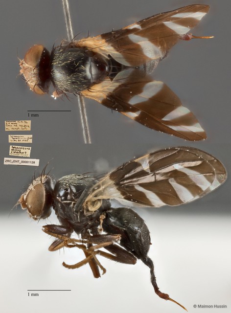 Sphaeniscus atilius