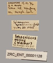 Sphaeniscus atilius • All Rights Reserved Museum Label