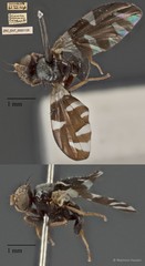Sphaeniscus quadrincisus • © Maimon Hussin • All Rights Reserved