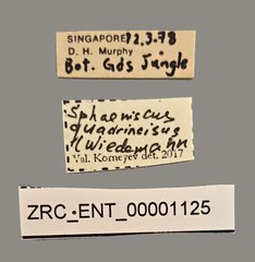 Sphaeniscus quadrincisus • All Rights Reserved Museum Label