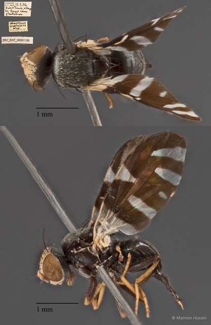 Sphaeniscus quadrincisus