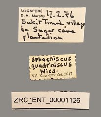Sphaeniscus quadrincisus • All Rights Reserved Museum Label