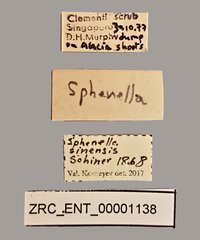 Sphenella sinensis • All Rights Reserved Museum Label
