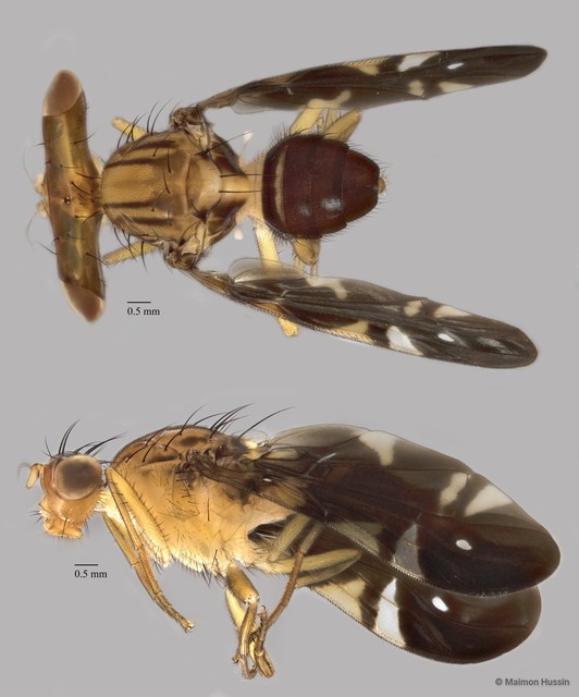 Themara hirtipes