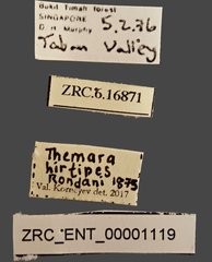 Themara hirtipes • All Rights Reserved Museum Label