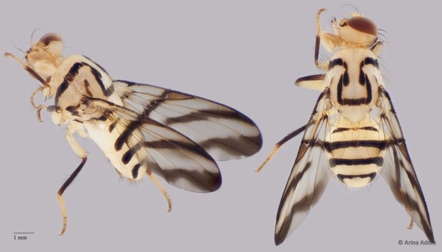 Tritaeniopteron sp. "n nr. eburneum" • © Arina Adom • All Rights Reserved